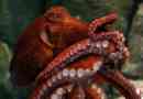 Giant octopus - intellektuális a bajnok között
